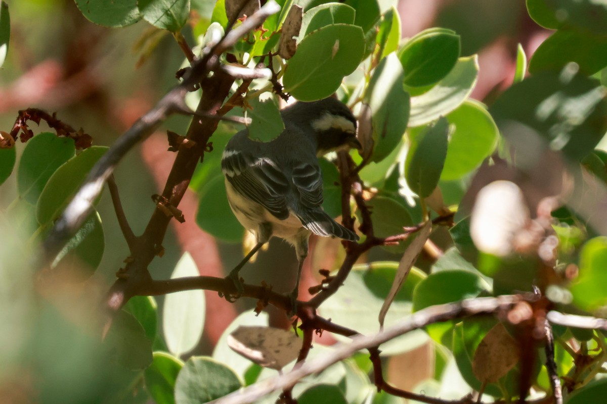 Black-throated Gray Warbler - ML610411726