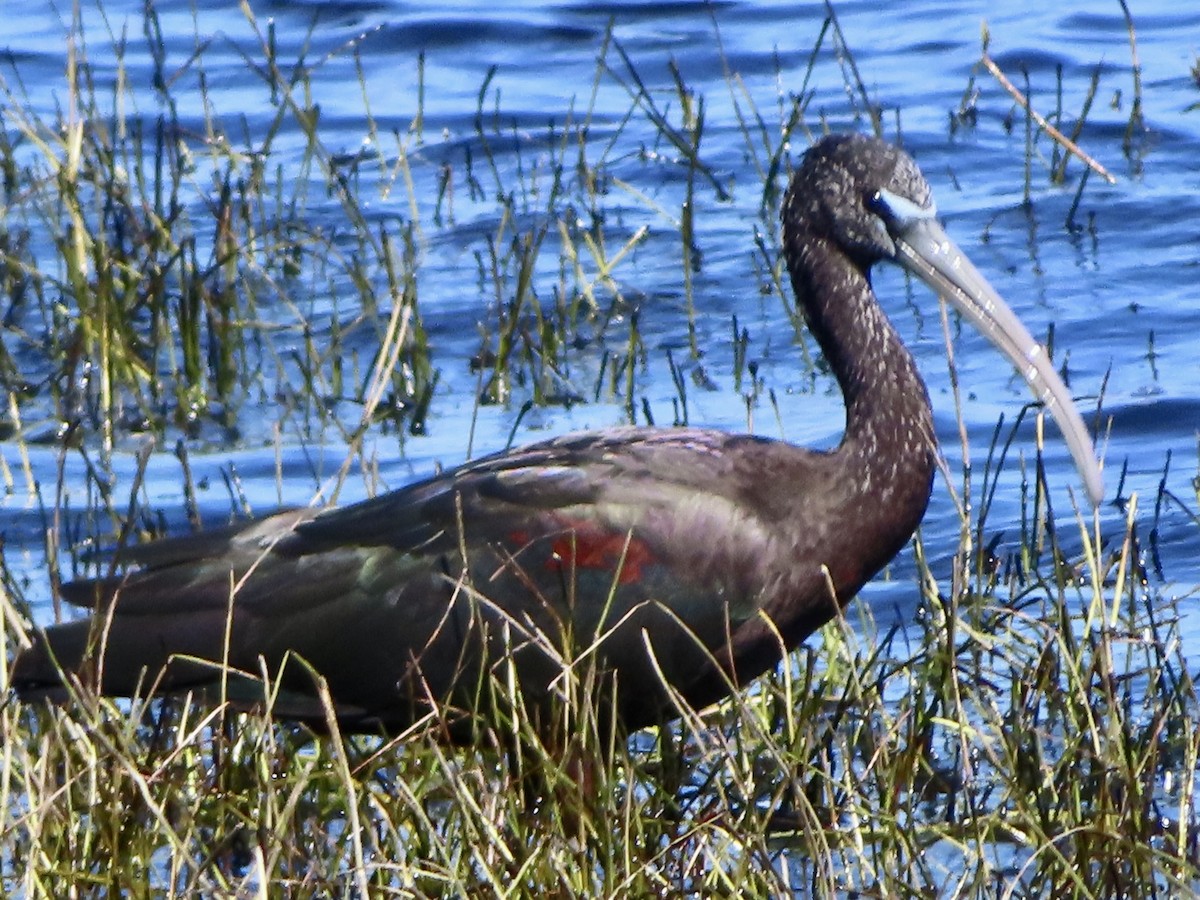 Glossy Ibis - ML610411763