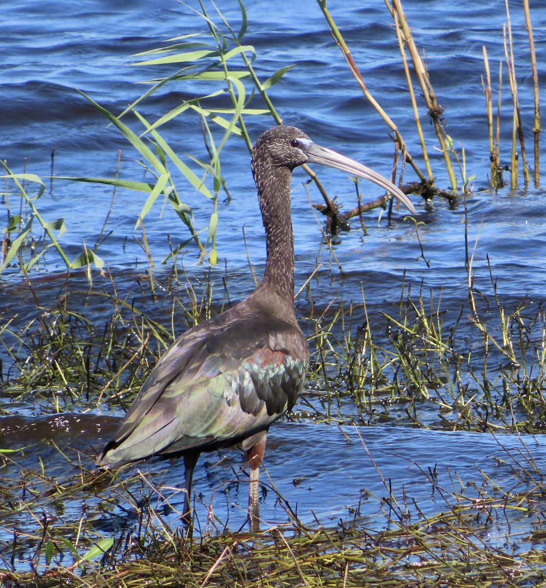 Glossy Ibis - ML610411764