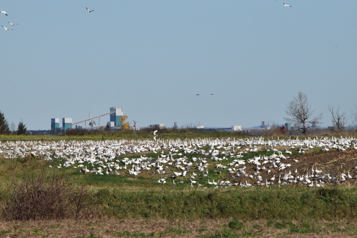 Snow Goose - Peter Hough