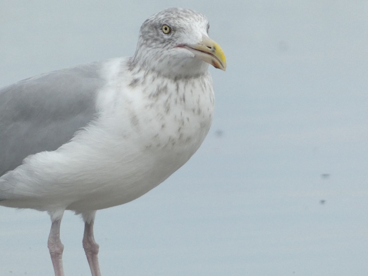 Herring Gull - Roberto Macay