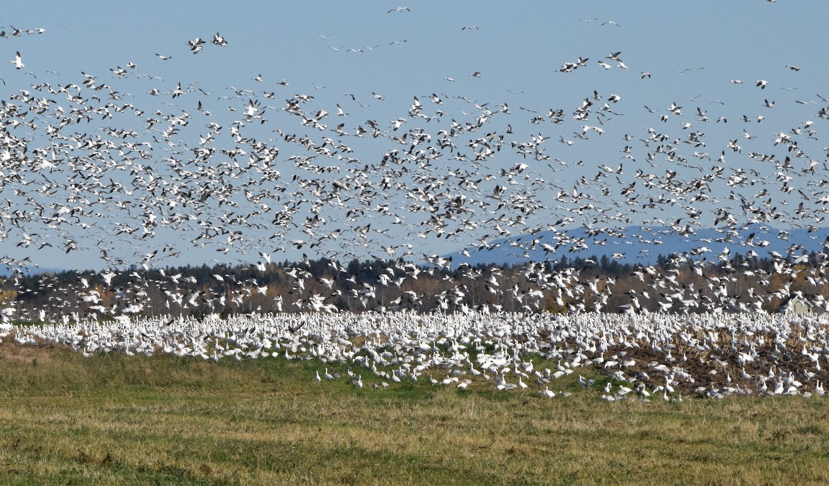 Snow Goose - ML610411807