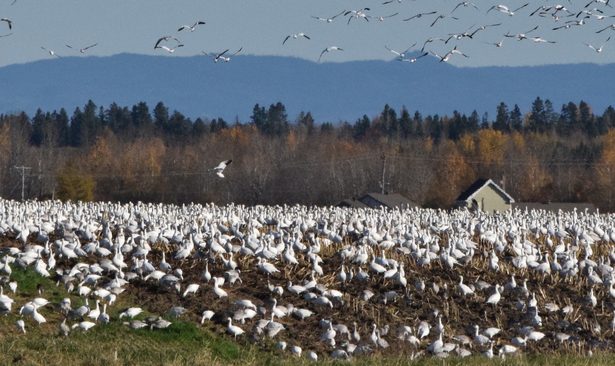 Snow Goose - ML610411816