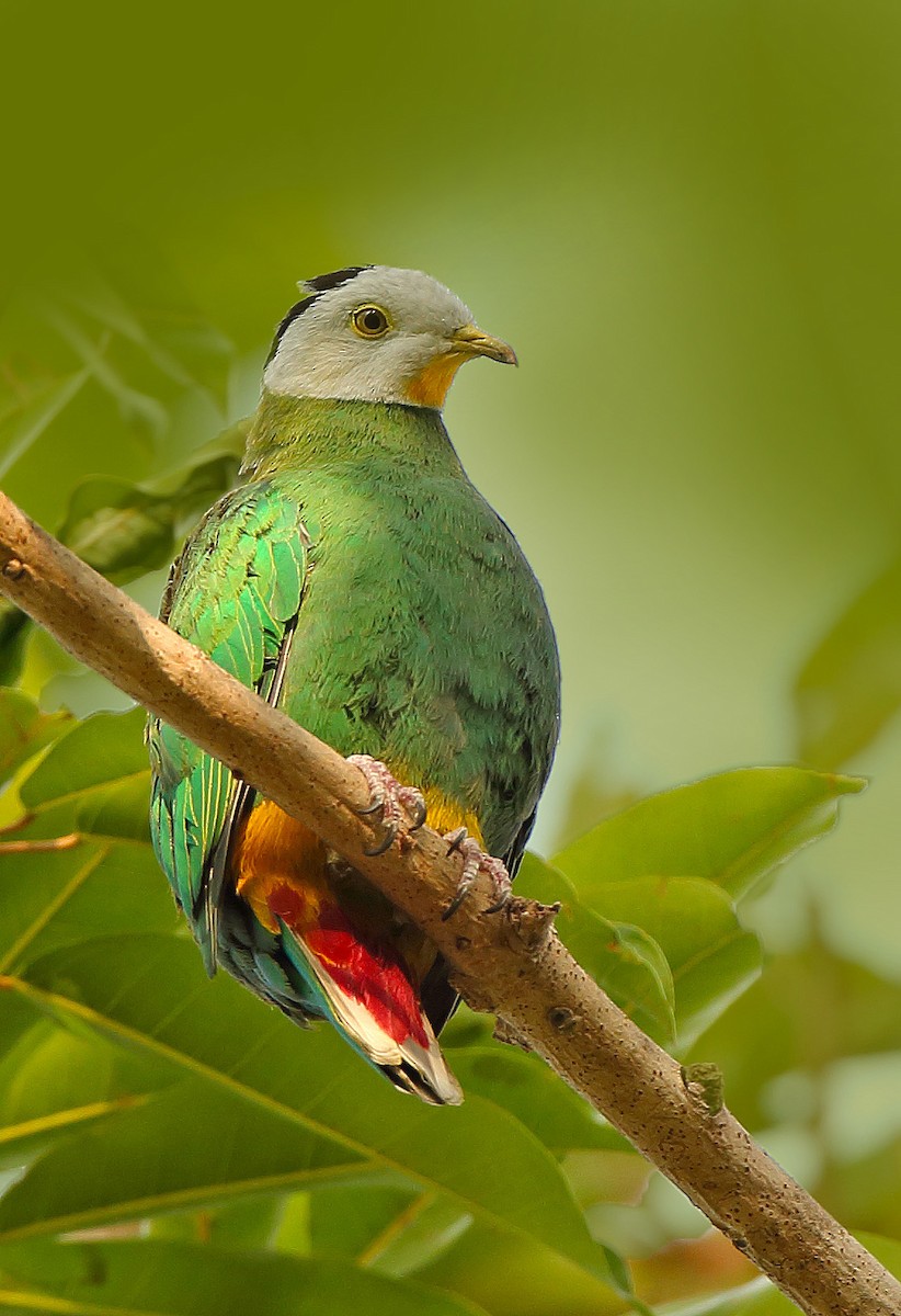 Black-naped Fruit-Dove - ML610411831