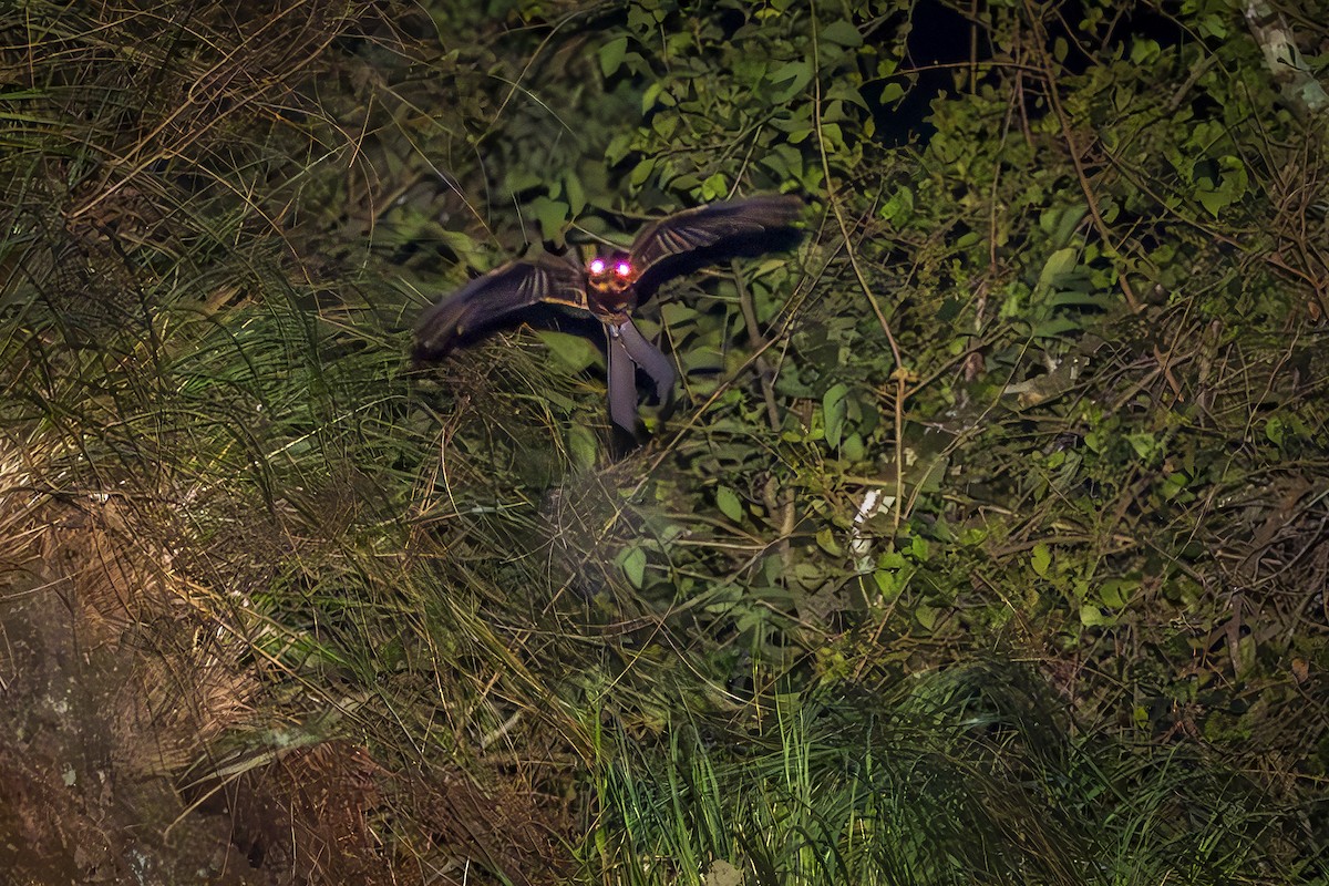 Lyre-tailed Nightjar - ADRIAN GRILLI