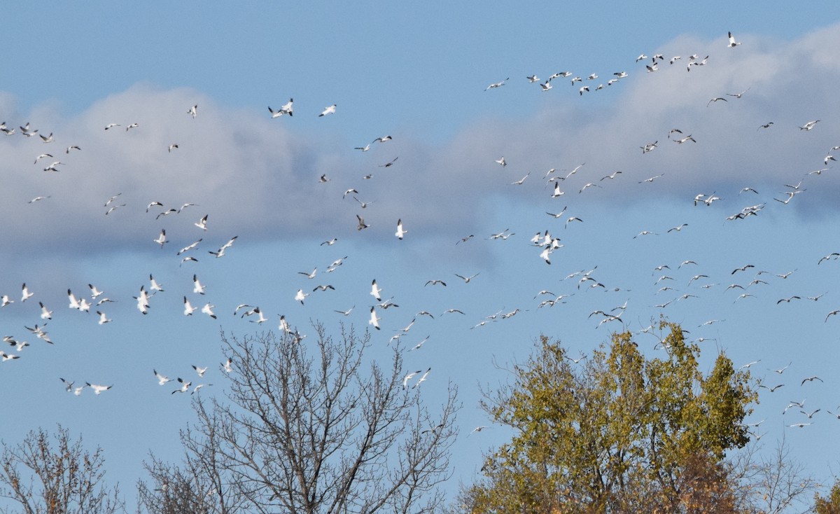 Snow Goose - ML610412036