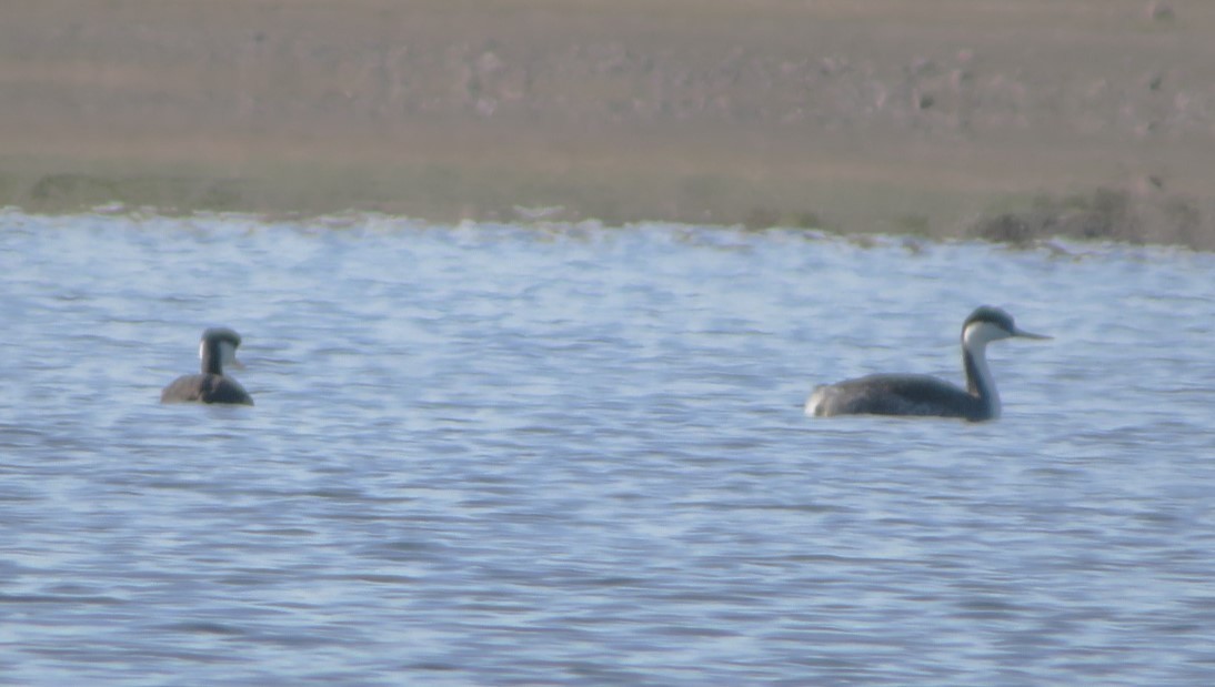 Western Grebe - ML610412041