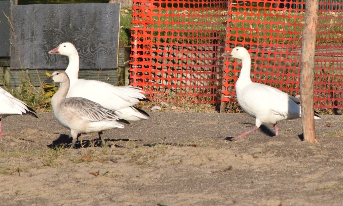 Snow Goose - ML610412052