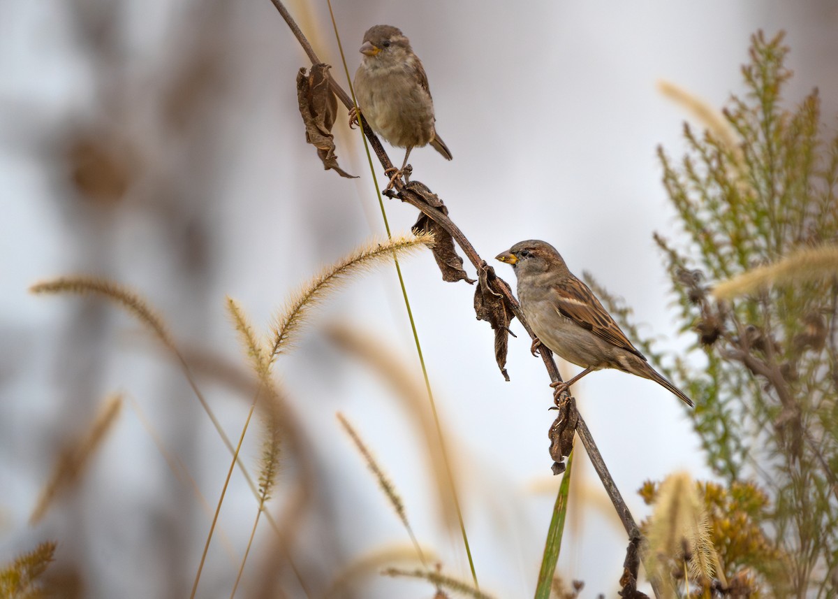 House Sparrow - ML610412059