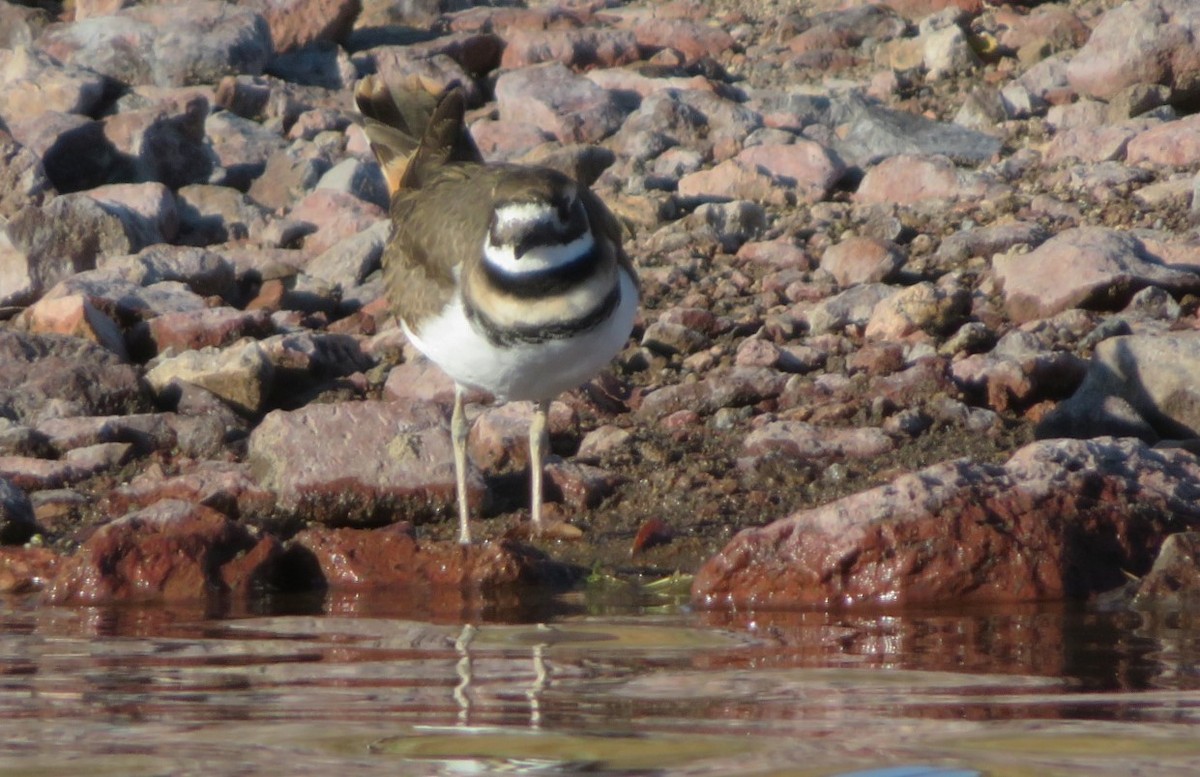 Killdeer - ML610412071