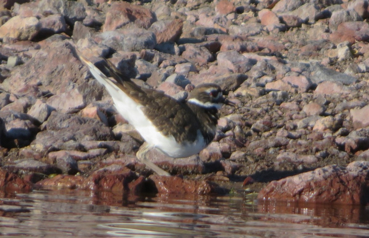 Killdeer - Claire Weiser