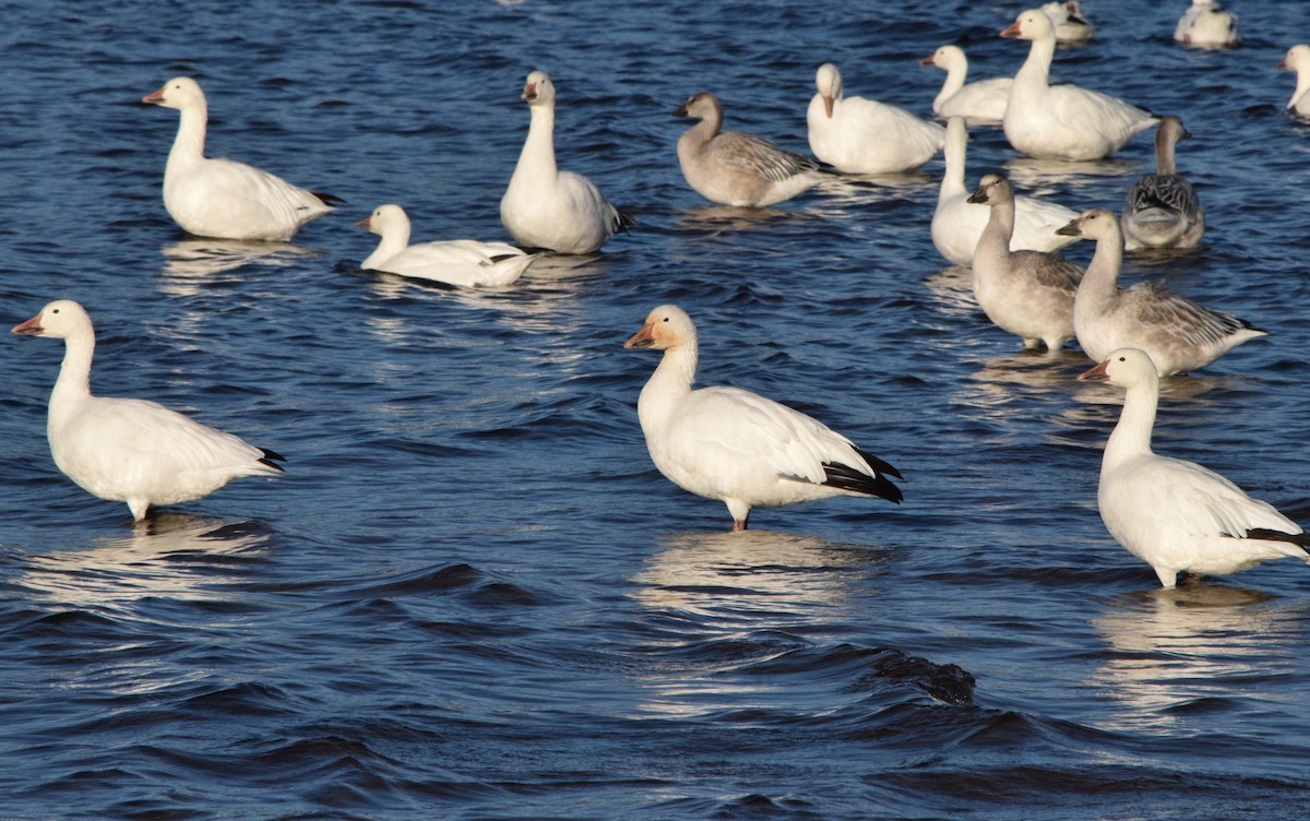 Snow Goose - ML610412078