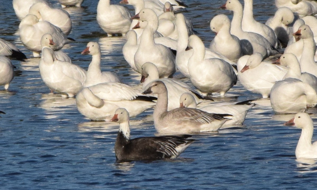 Snow Goose - ML610412084