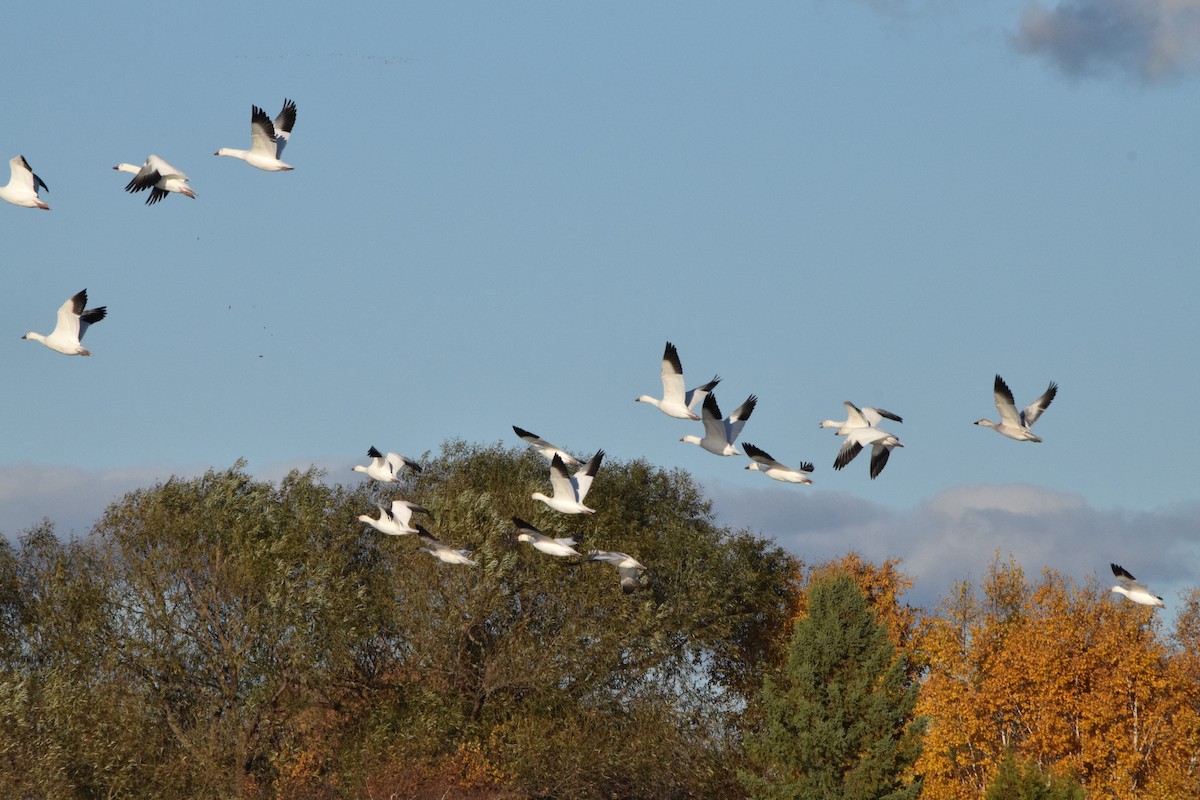 Snow Goose - ML610412125