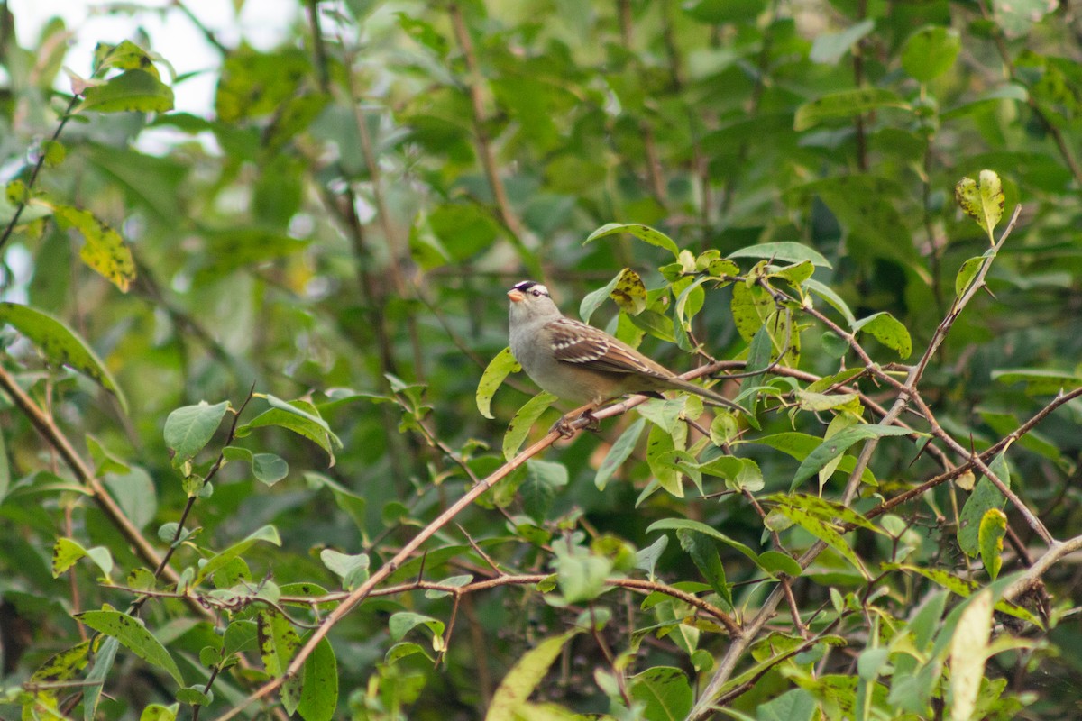 White-crowned Sparrow - ML610412183