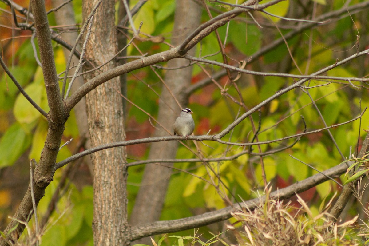 White-crowned Sparrow - ML610412184