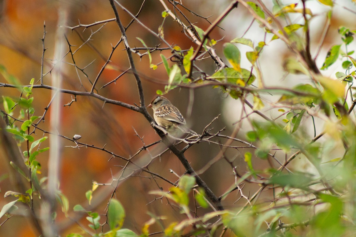 White-crowned Sparrow - ML610412185