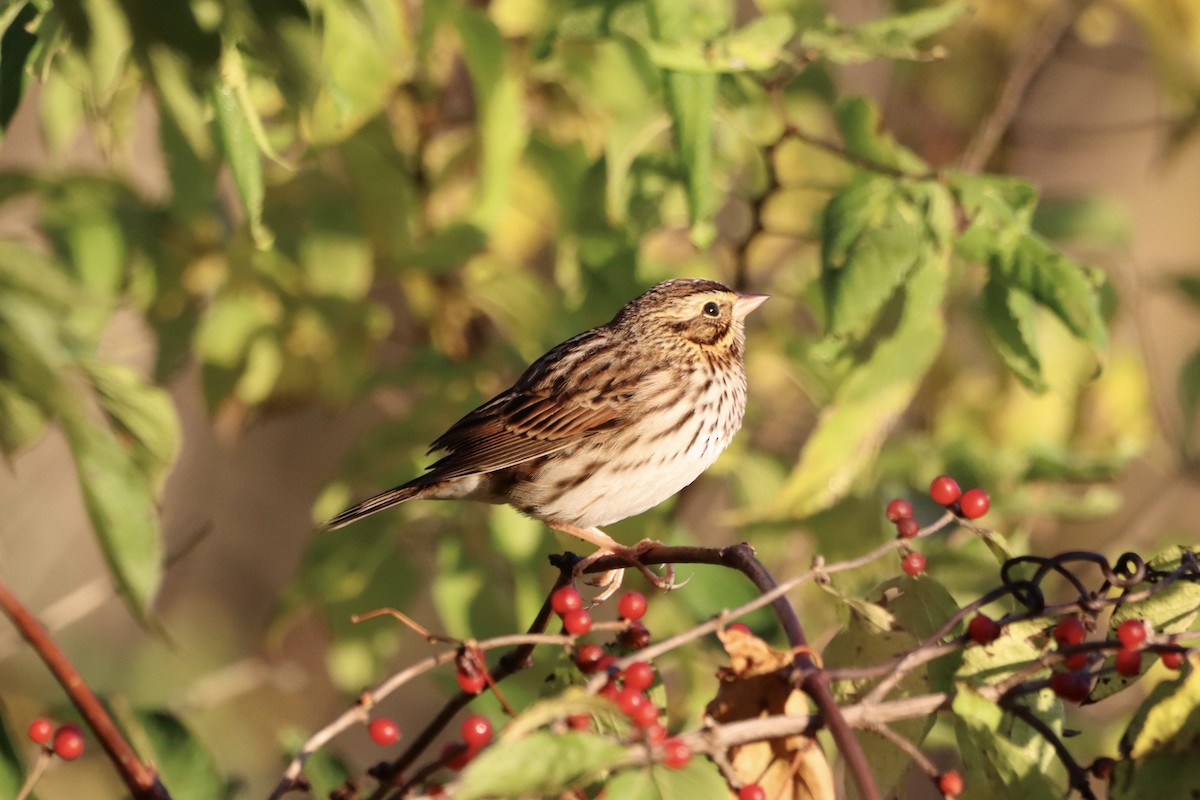 Savannah Sparrow - John Denice