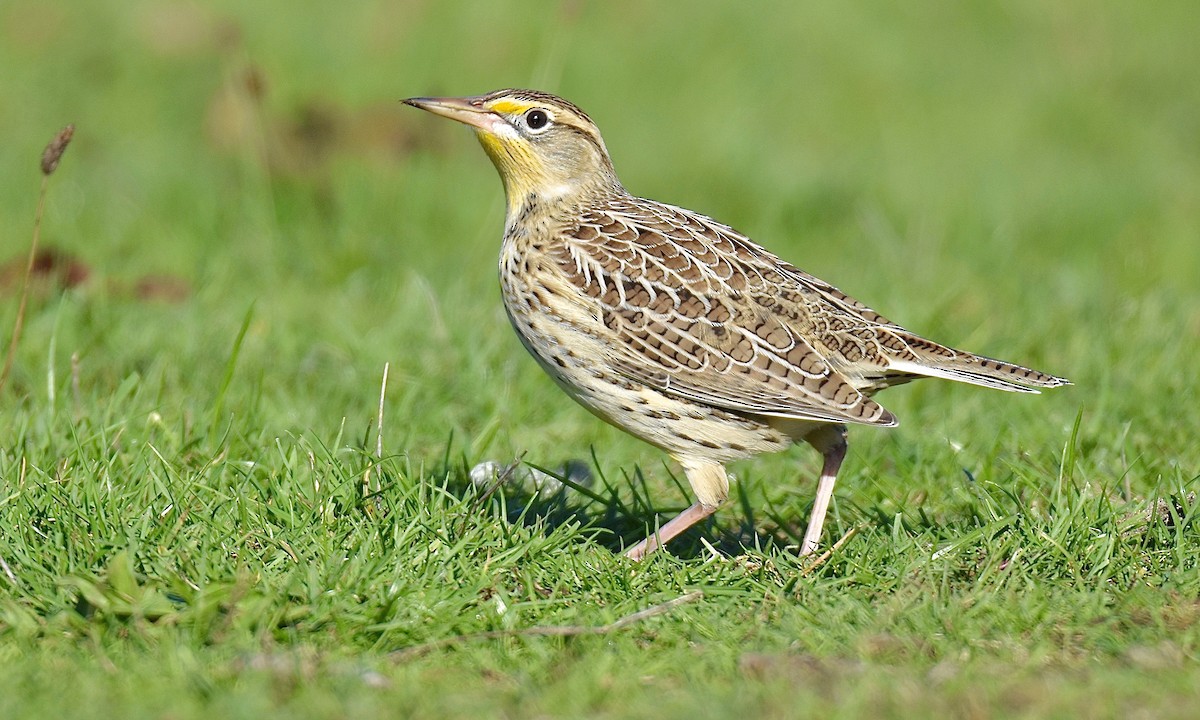 Western Meadowlark - ML610412227