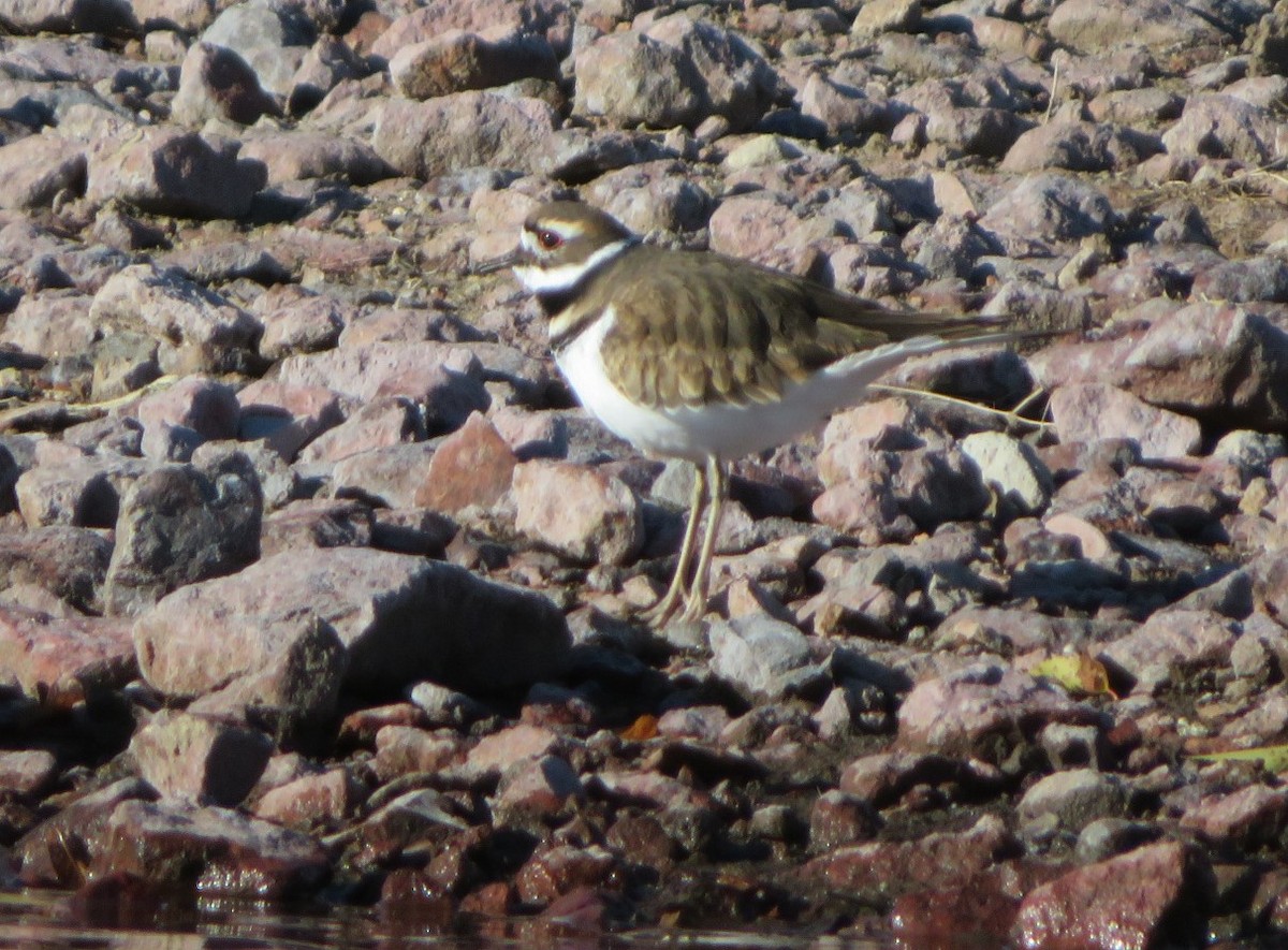 Killdeer - Claire Weiser