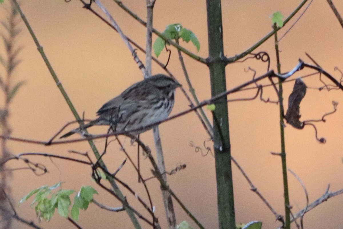 Song Sparrow - ML610412253