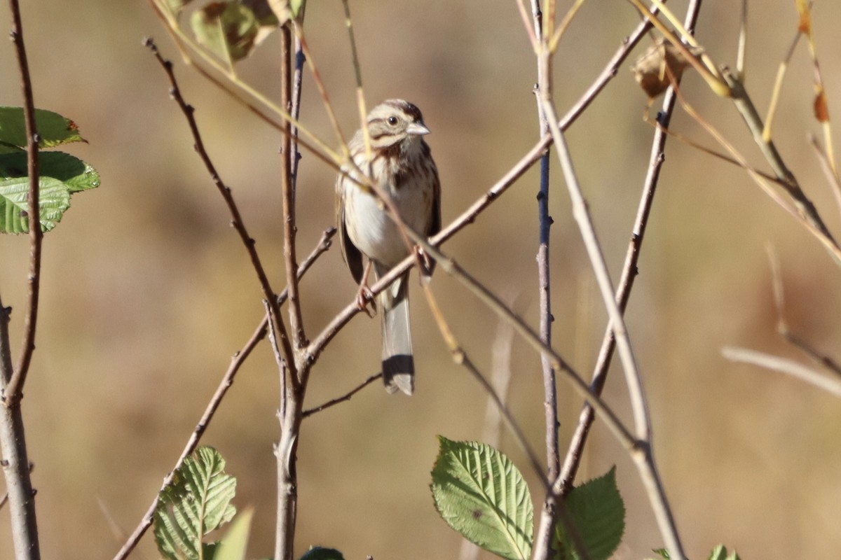 Song Sparrow - ML610412254