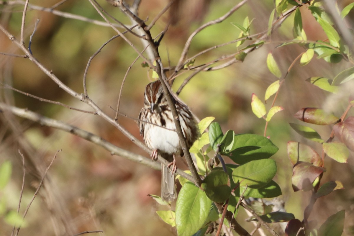 Song Sparrow - ML610412255