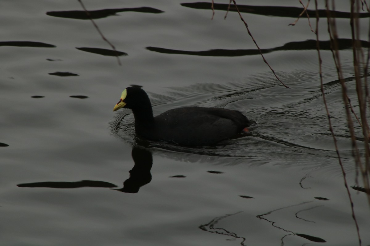 Red-gartered Coot - ML610412361