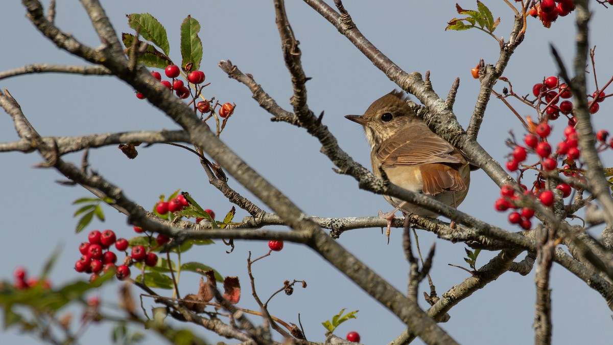 eBird Checklist - 23 Oct 2023 - Saint John--Seaside Park - 3 species