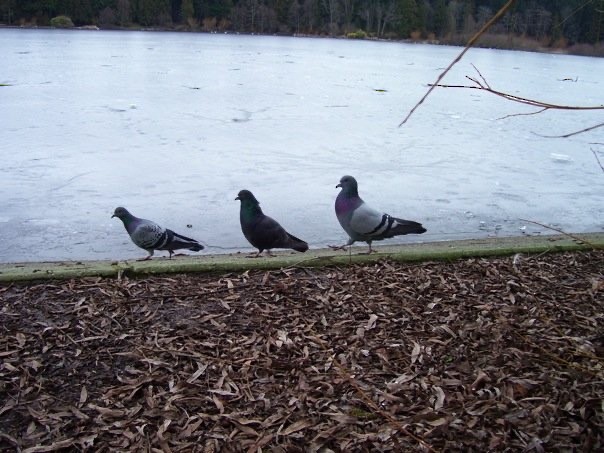 Rock Pigeon (Feral Pigeon) - ML610412414