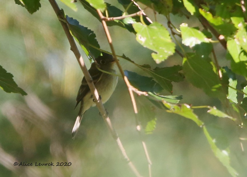 Western Flycatcher - ML610412446