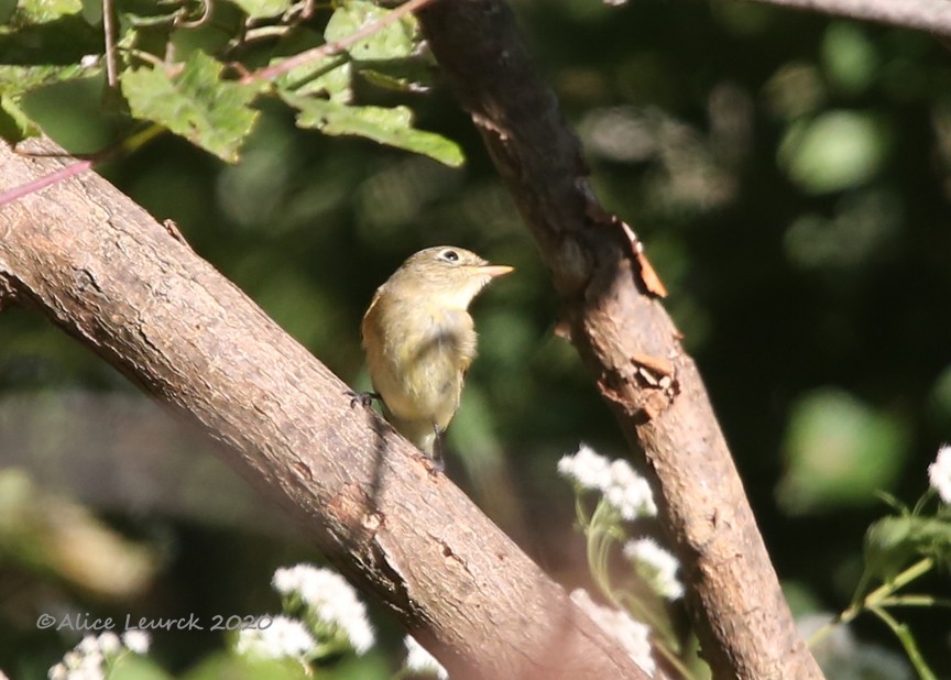 Western Flycatcher - ML610412447