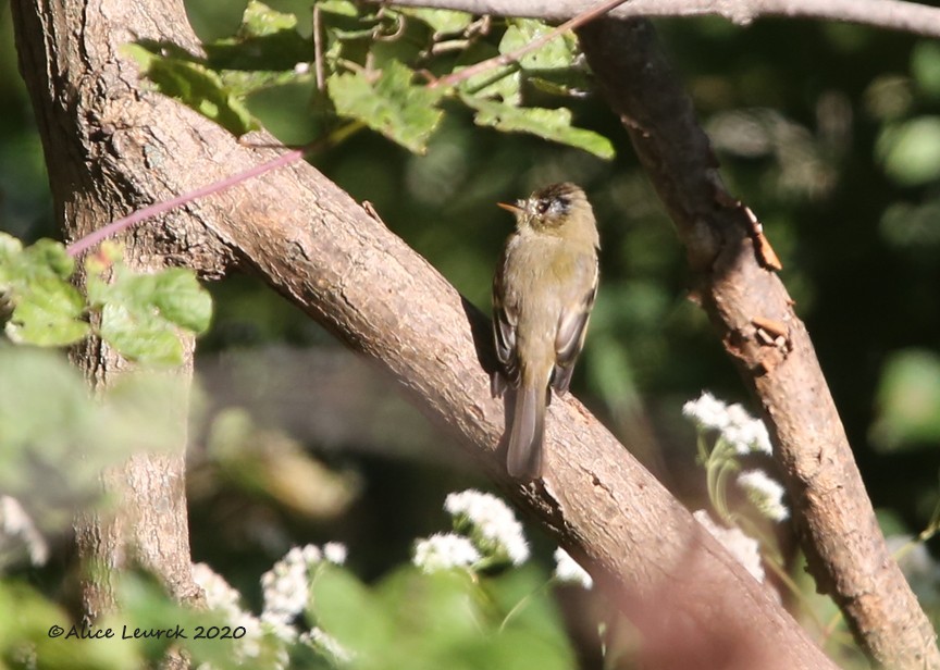 Western Flycatcher - ML610412448