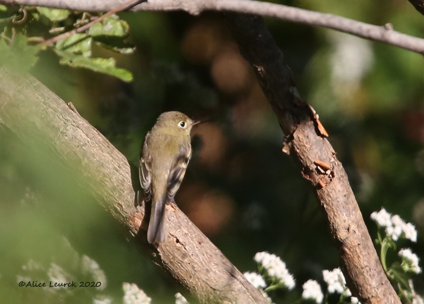 Western Flycatcher - Anonymous