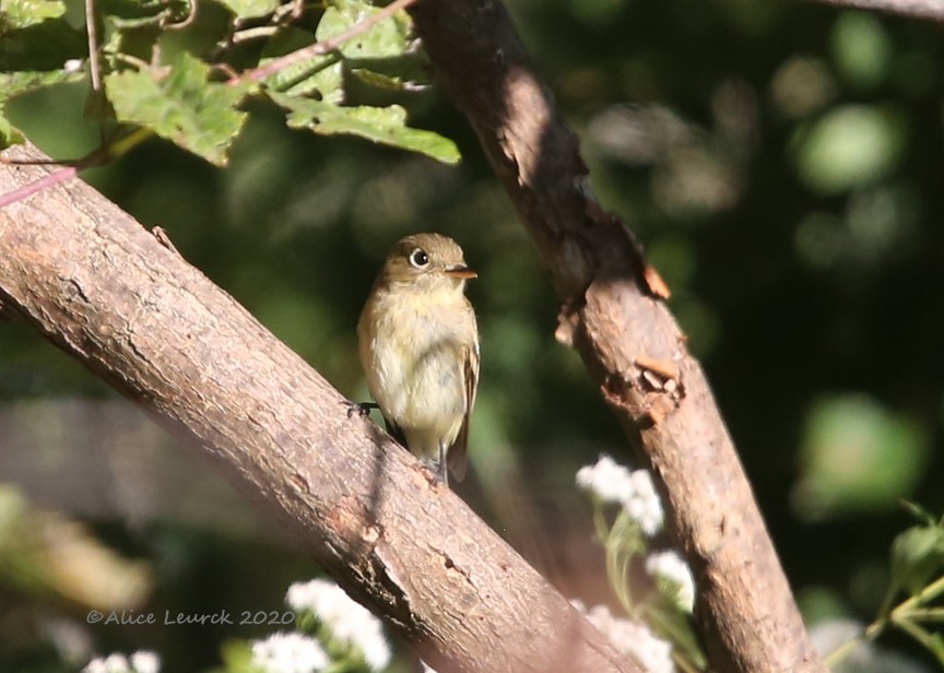 Western Flycatcher - ML610412450