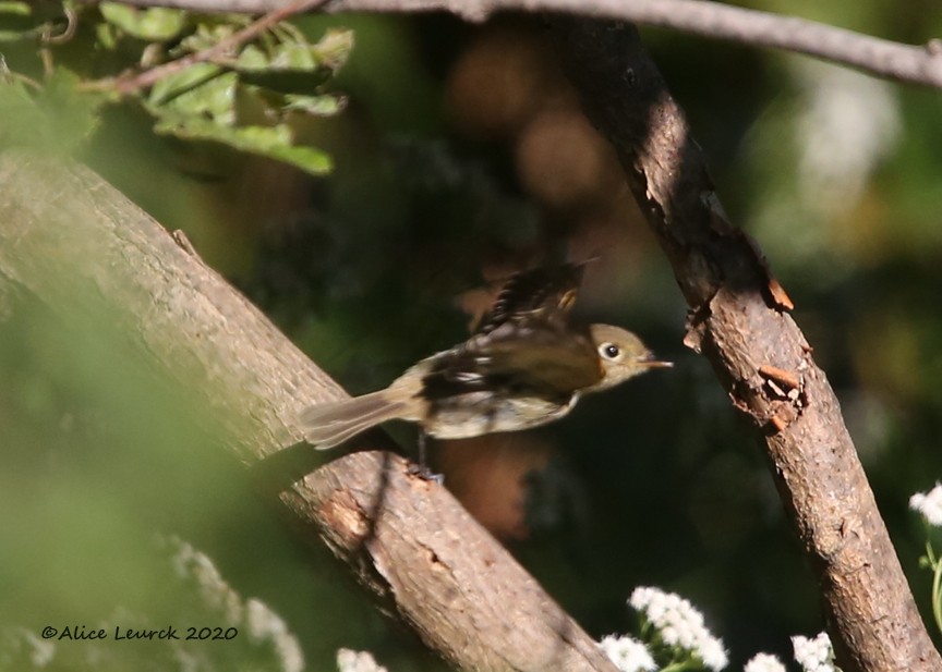 Western Flycatcher - ML610412451