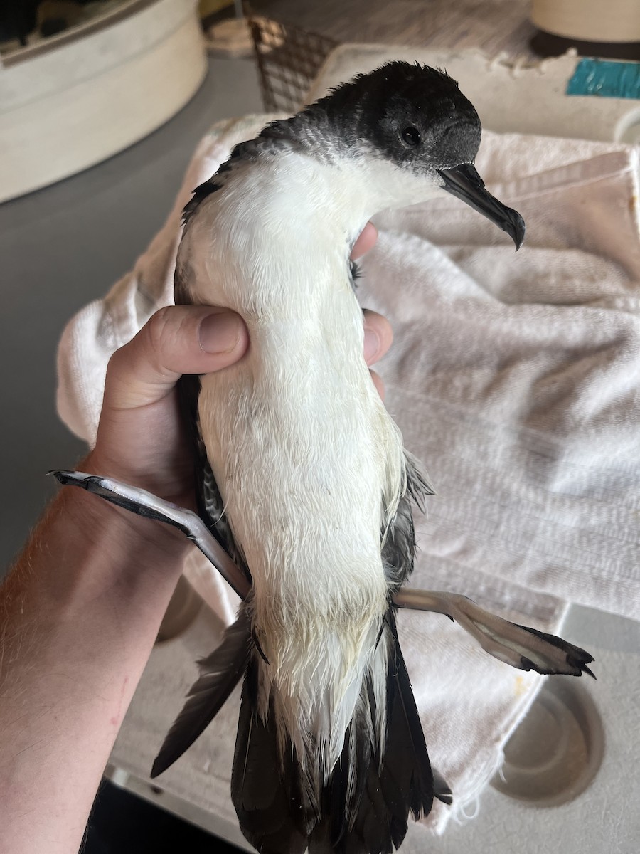 Manx Shearwater - Animal Rehabilitation Keep Live Stranded Rarities