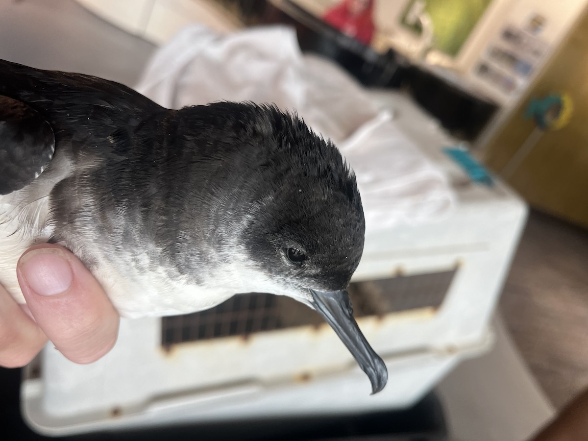 Manx Shearwater - ML610412459