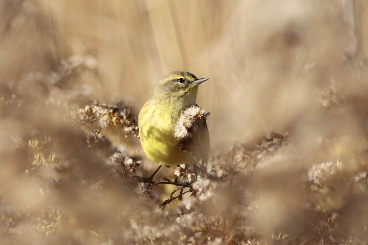 Palm Warbler - John Denice