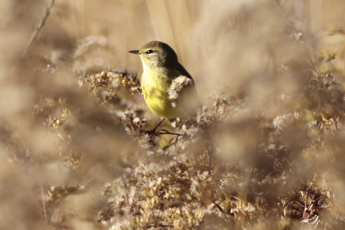 Palm Warbler - John Denice