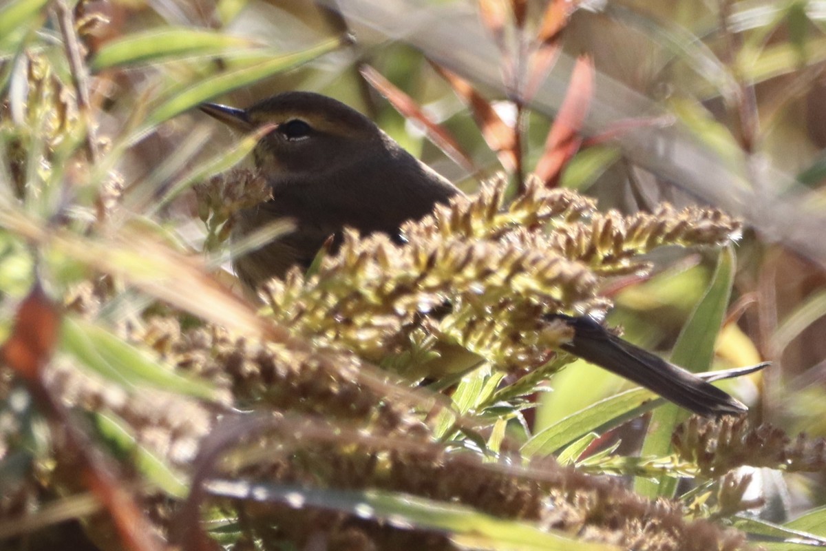 Palm Warbler - John Denice