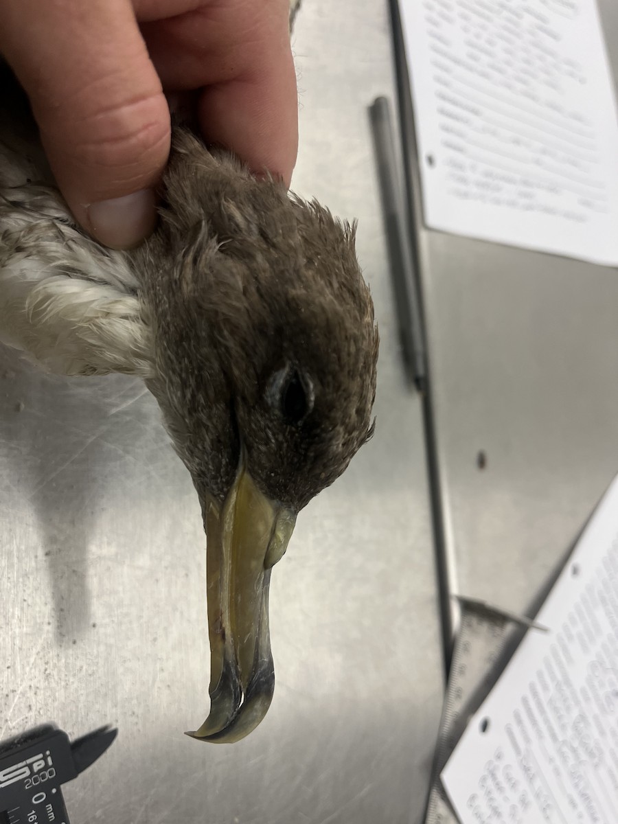 Cory's/Scopoli's Shearwater - ML610412514