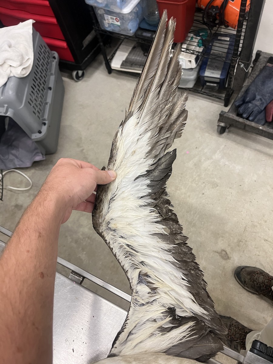 Cory's Shearwater - Animal Rehabilitation Keep Live Stranded Rarities