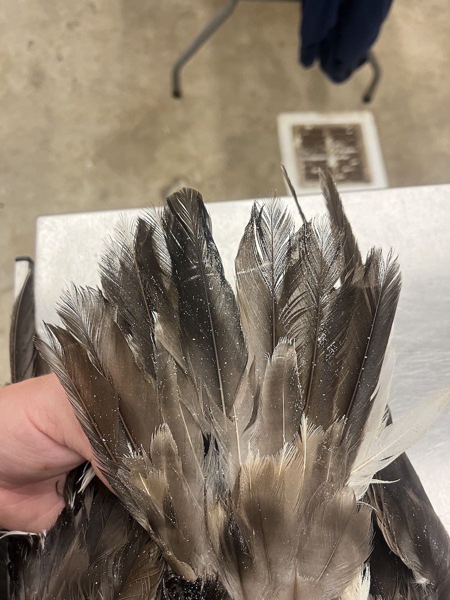 Cory's/Scopoli's Shearwater - ML610412516