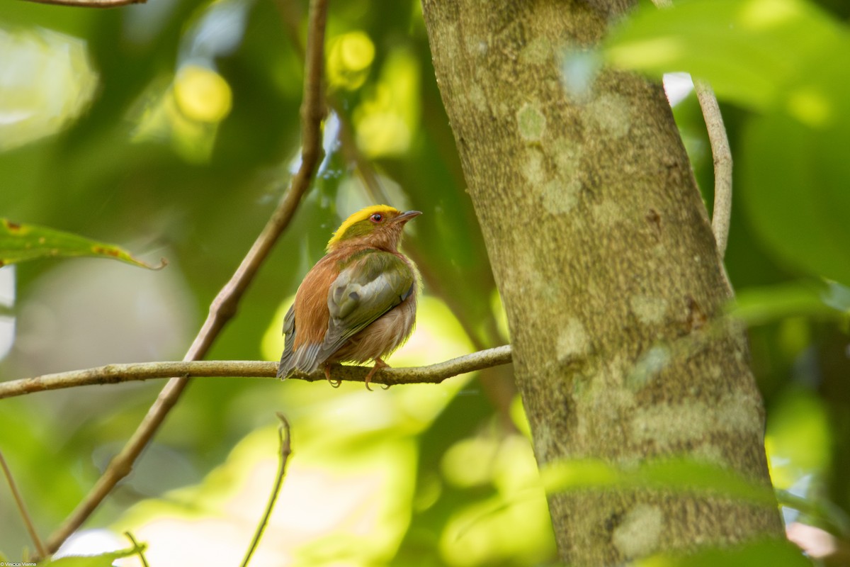 Fiery-capped Manakin - ML610412532