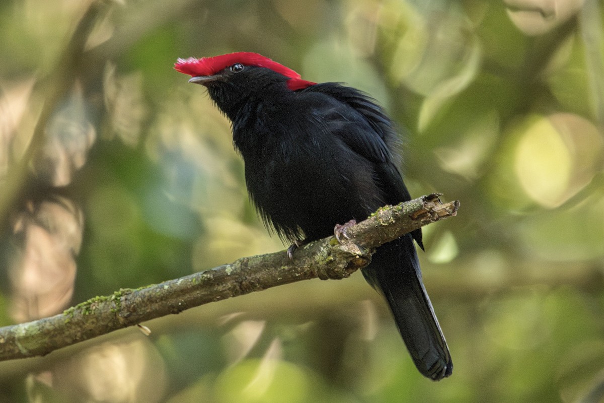 Helmeted Manakin - ML610412590