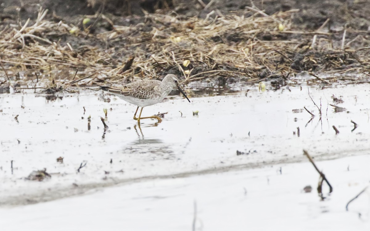 Stilt Sandpiper - ML610412658