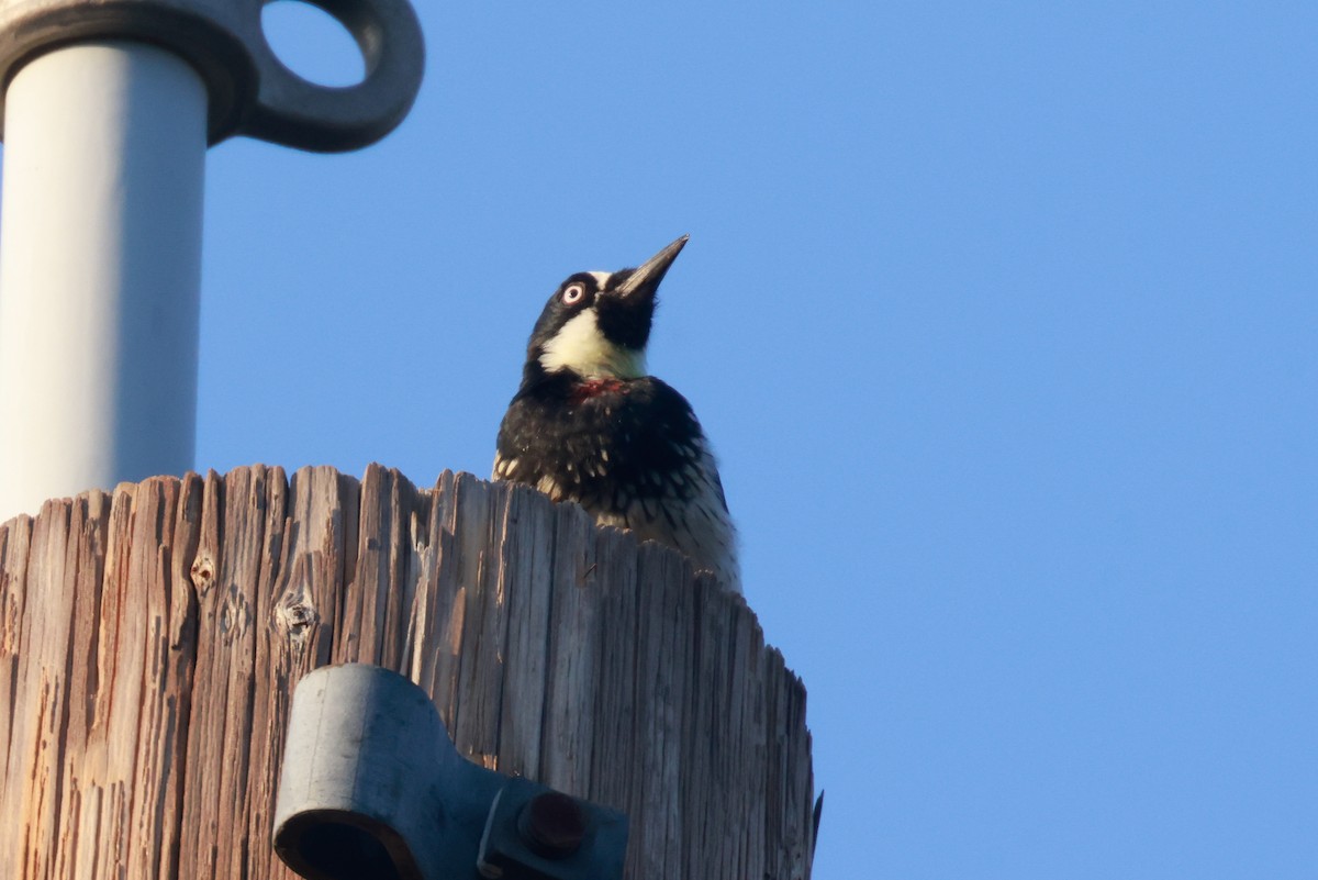 Acorn Woodpecker - ML610412697