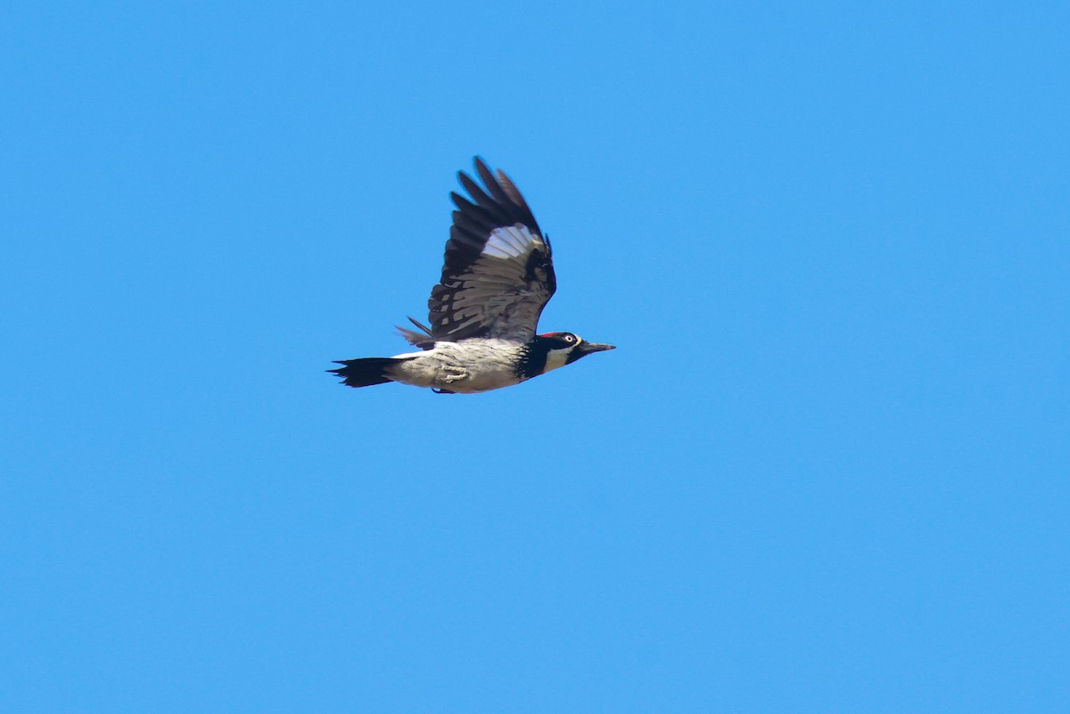 Acorn Woodpecker - ML610412698