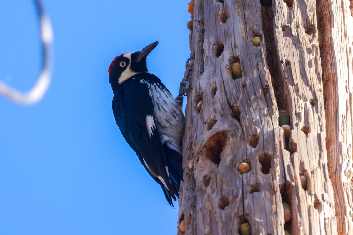 Acorn Woodpecker - ML610412700